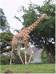 [ giraffe im zoo von honolulu - fr eine vergrsserung auf's bild klicken ]